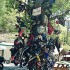 Amerykanski sen wyprawy po Ameryce Polnocnej - drzewko wyprawa motocyklowa