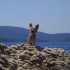 O motocyklowych psach podroznikach - Chorwacja miejscowosc Slano nad morzem