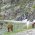 Balkany na dwoch kolach - Transylwanskie konie pasace sie to tu i tam jak renifery w Norwegii