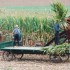 Dookola Stanow Zjednoczonych 5 tygodni i 14000 kilometrow - Amiszowie praca kukurydza 186