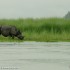 Droga do Urzedowa 2011 przez Indie do Nepalu - nosorozec