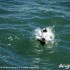Gosia i Jedrek na Suzuki zapiski z podrozy dookola swiata - Bialo czarne delfiny