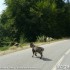 Grecja 2007 - koza na drodze