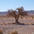 Maroko Sahara i gory Atlas czyli motocyklem po Afryce - samotne drzewo