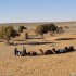 Maroko Sahara i gory Atlas czyli motocyklem po Afryce - wielblady parking
