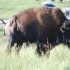 Solowka po USA A D 2010 I czesc podrozy dookola Stanow Zjednoczonych - bizon w akcji 14