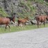 Szesc osob i cztery motocykle wycieczka do Armenii i Gruzji - dzikie konie Gruzja