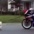Kompilacja najlepszych reklam motocyklowych - pies i GSXR