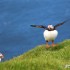 Ania Jackowska u kresu swojej podrozy po Szkocji - nadmorskie ptactwo