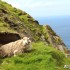 Ania Jackowska u kresu swojej podrozy po Szkocji - szkockie owce