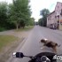 Motocyklista vs pies  uwazaj na miescie - pies na drodze