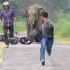 Slon atakuje motocyklistow - Atak slonia