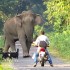Kolejne bliskie spotkanie ze sloniem - slon