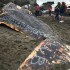 Klub motocyklowy maluje graffiti na wielorybie - tagi na wielorybie