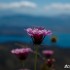 Motocyklistka w samotnej wyprawie na Korfu - kwiaty
