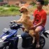 Pies prowadzi skuter - pies kieruje skuterem