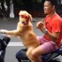 Pies prowadzi skuter - zadowolony pies na skuterze