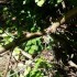 Endurowcy z Jeleniej Gory nagrali rozciagnie linek miedzy drzewami - linka w lesie