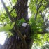 Endurowcy z Jeleniej Gory nagrali rozciagnie linek miedzy drzewami - pulapka na motocykliste w lesie