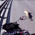 Motocyklista ratuje niesfornego psa na autostradzie - Motocyklista ratuje psa