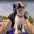 Najszczesliwszy pies na swiecie Pies motocyklisty - pies na motocyklu
