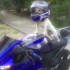 Najszczesliwszy pies na swiecie Pies motocyklisty - pies w kasku