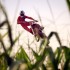 Buszujacy w kukurydzy  energetyczny film motocrossowy - Ryan Dungey MX na polu kukurydzy