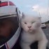 Moto kot czyli jak realizowac pasje nie baczac na ograniczenia FILM - kot na motocyklu