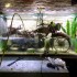 Motocyklem wsrod ryb Zdumiewajace akwarium pewnego nurka - Motocyklowe akwarium 7