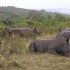 Safari na motocyklach i najlepszy Sex Shop w Afryce film - nosorozce Motul RPA