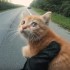 Piekne Motocyklista ratuje malego kotka od smierci na drodze FILM - Image 010