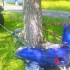 Szybki serwis prostowanie motocykla przy pomocy drzewa pasow mocujacych i terenowki - prostowanie tylnego stelaza na drzewie przy pomocy pasow mocujacych i samochodu terenowki
