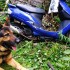 Kair pracuje w policji To owczarek niemiecki ktory ma nosa do odnajdywania skradzionych motocykli  - kair pies policjant 1