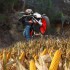 Od stycznia az 10 proc biokomponentow w benzynie Kukurydza buraki ziemniaki rzepak i zboza To nie wszystko - wheelie kukurydza 1