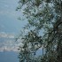 Spogladajac zza drzewa na Garda Lake