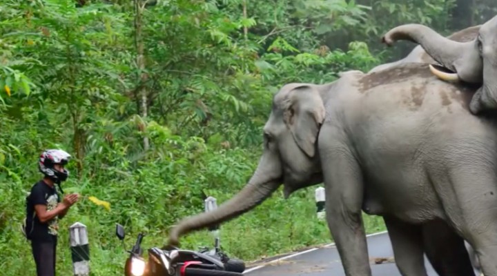 slonie atakuja motocykliste z