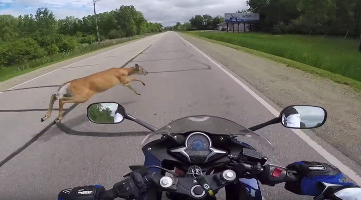 jelen wpada na motocykliste z