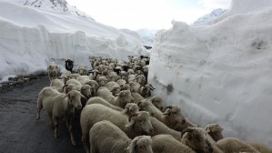 14 owce w Himalajach