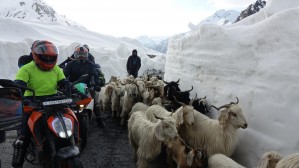 15 Motocykle i owce w Himalajach