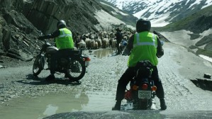 51 Motocykle w Himalajach kozy