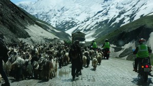 52 kozy w Himalajach