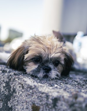 103 AF Motors Day 2024 dzien motocyklistow w Toruniu