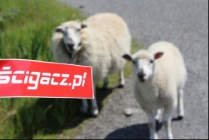 scigacz.pl i szkockie owieczki