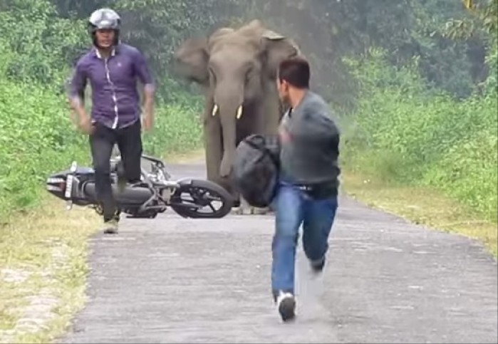 Atak slonia