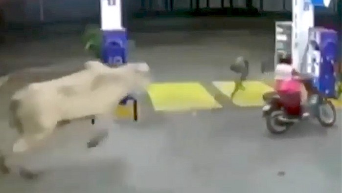 byk atakuje skuter na stacji benzynowej