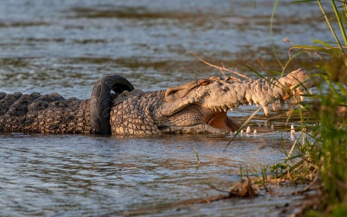 krokodyl opona