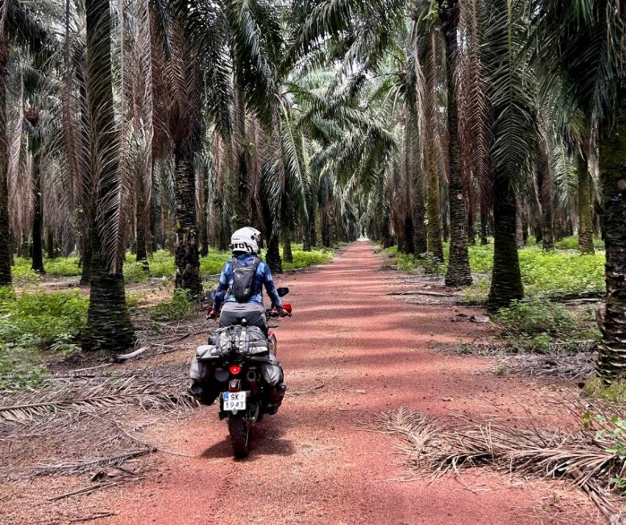 las palmowy kambodza one more adv