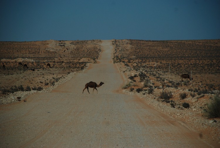 Pustynny Camel