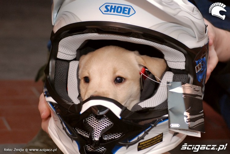 Pies w kasku motocyklowym