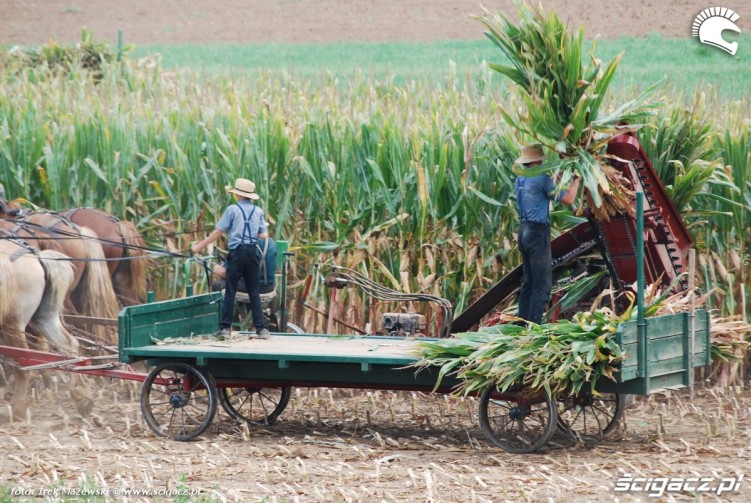 Amiszowie praca kukurydza